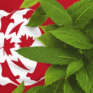 Is kratom legal in Canada? Kratom Legality in Canada